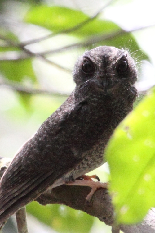 Owlet Nightjar web